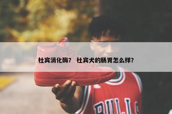 杜宾消化酶？ 杜宾犬的肠胃怎么样？