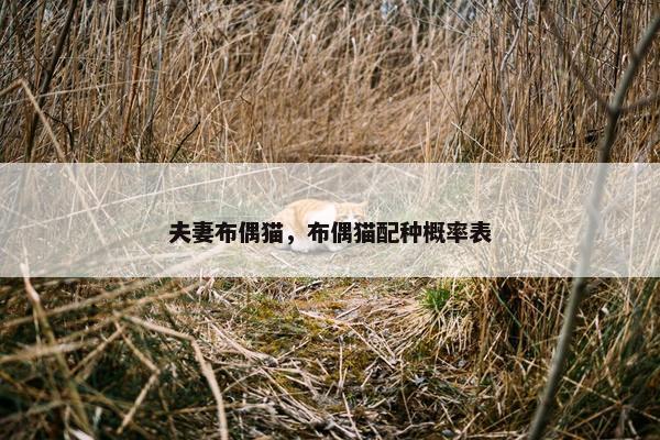 夫妻布偶猫，布偶猫配种概率表