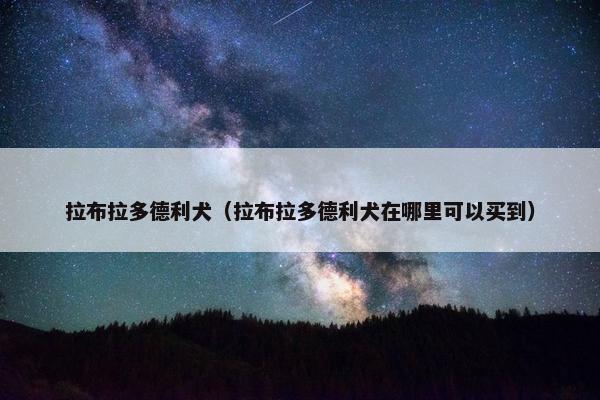 拉布拉多德利犬（拉布拉多德利犬在哪里可以买到）