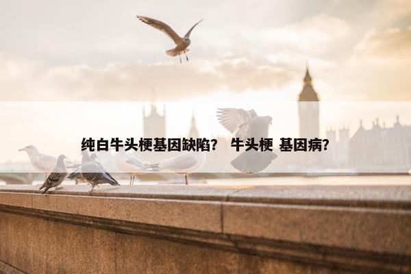 纯白牛头梗基因缺陷？ 牛头梗 基因病？