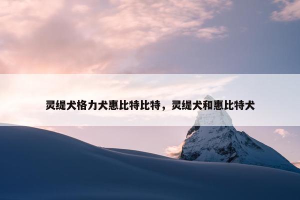 灵缇犬格力犬惠比特比特，灵缇犬和惠比特犬