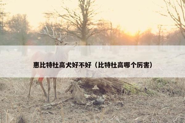 惠比特杜高犬好不好（比特杜高哪个厉害）