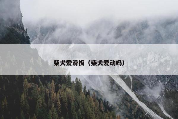 柴犬爱滑板（柴犬爱动吗）