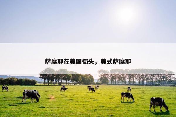 萨摩耶在美国街头，美式萨摩耶