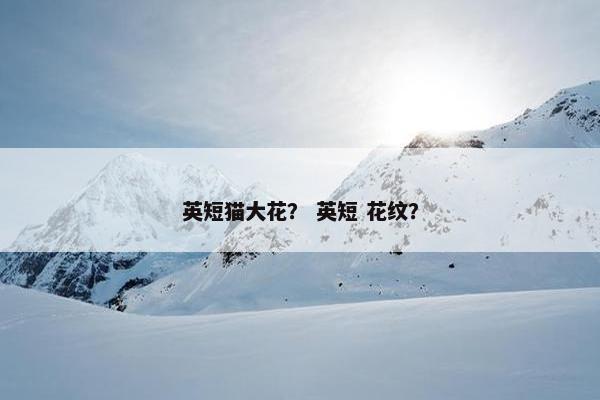 英短猫大花？ 英短 花纹？