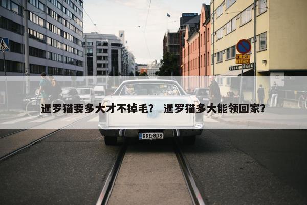 暹罗猫要多大才不掉毛？ 暹罗猫多大能领回家？