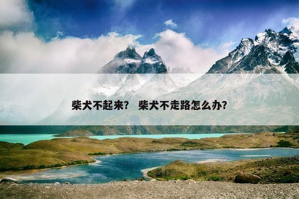 柴犬不起来？ 柴犬不走路怎么办？