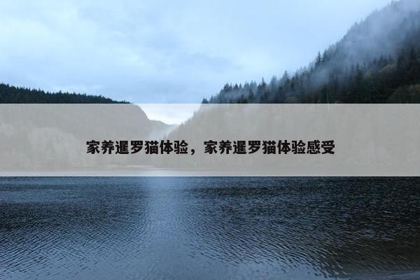 家养暹罗猫体验，家养暹罗猫体验感受