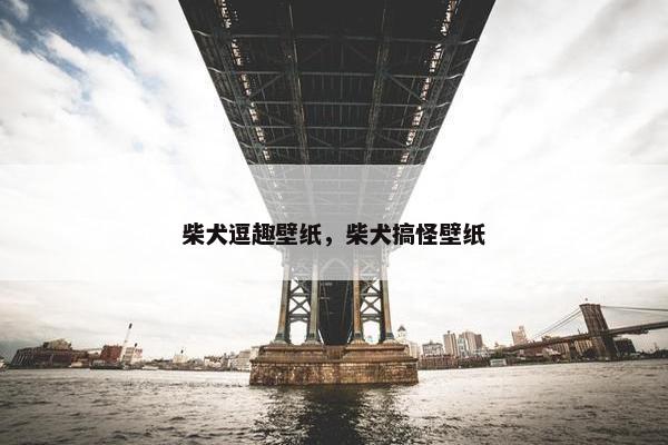 柴犬逗趣壁纸，柴犬搞怪壁纸