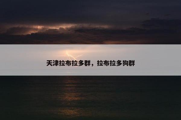 天津拉布拉多群，拉布拉多狗群