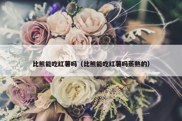 比熊能吃红薯吗（比熊能吃红薯吗蒸熟的）