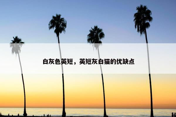 白灰色英短，英短灰白猫的优缺点