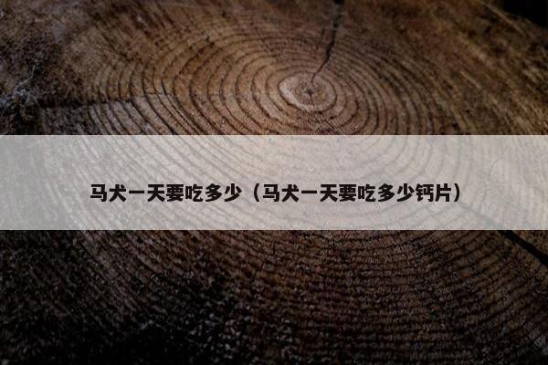 马犬一天要吃多少（马犬一天要吃多少钙片）
