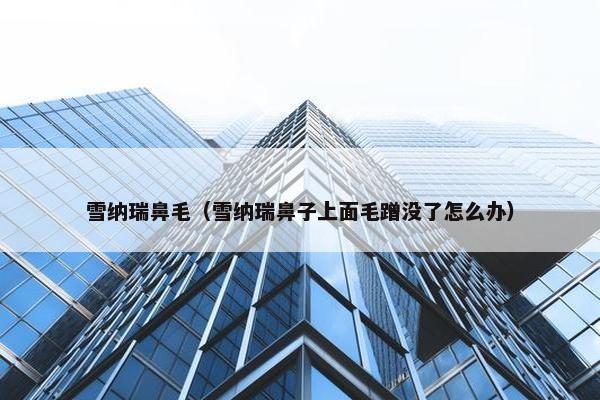 雪纳瑞鼻毛（雪纳瑞鼻子上面毛蹭没了怎么办）