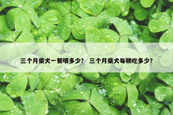 三个月柴犬一餐喂多少？ 三个月柴犬每顿吃多少？