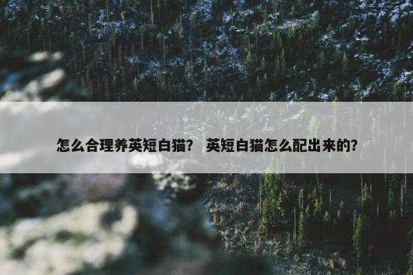 怎么合理养英短白猫？ 英短白猫怎么配出来的？