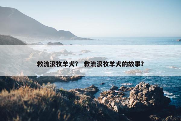 救流浪牧羊犬？ 救流浪牧羊犬的故事？