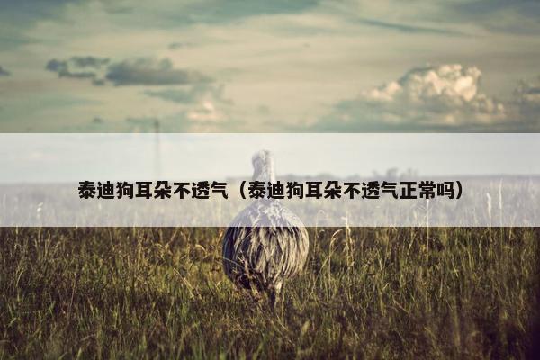 泰迪狗耳朵不透气（泰迪狗耳朵不透气正常吗）
