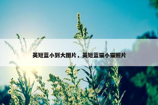 英短蓝小到大图片，英短蓝猫小猫照片