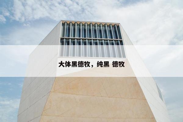 大体黑德牧，纯黑 德牧