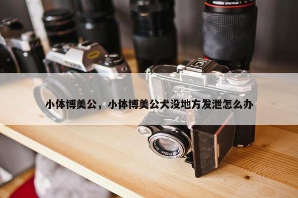 小体博美公，小体博美公犬没地方发泄怎么办
