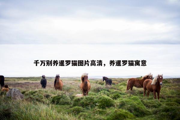 千万别养暹罗猫图片高清，养暹罗猫寓意