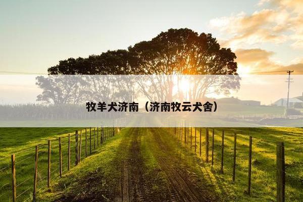 牧羊犬济南（济南牧云犬舍）