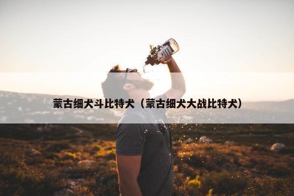 蒙古细犬斗比特犬（蒙古细犬大战比特犬）