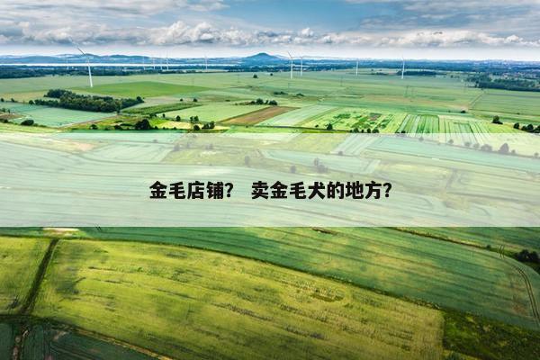 金毛店铺？ 卖金毛犬的地方？