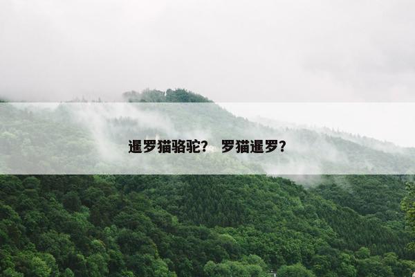暹罗猫骆驼？ 罗猫暹罗？