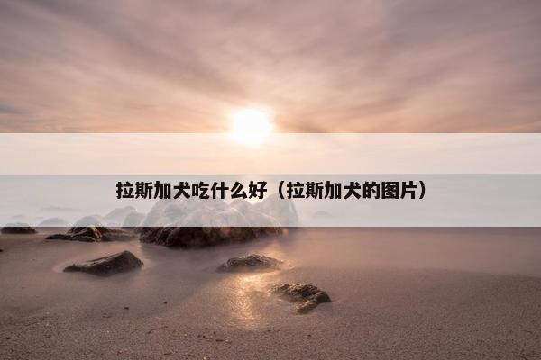 拉斯加犬吃什么好（拉斯加犬的图片）