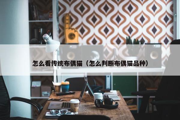 怎么看传统布偶猫（怎么判断布偶猫品种）