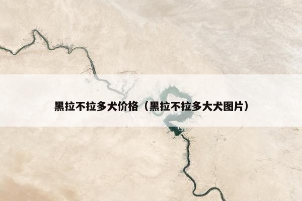 黑拉不拉多犬价格（黑拉不拉多大犬图片）