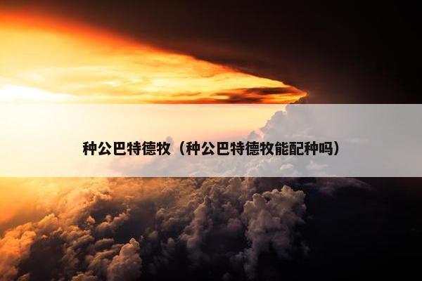 种公巴特德牧（种公巴特德牧能配种吗）