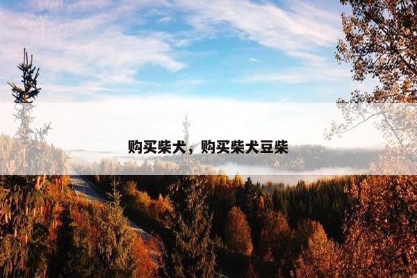 购买柴犬，购买柴犬豆柴