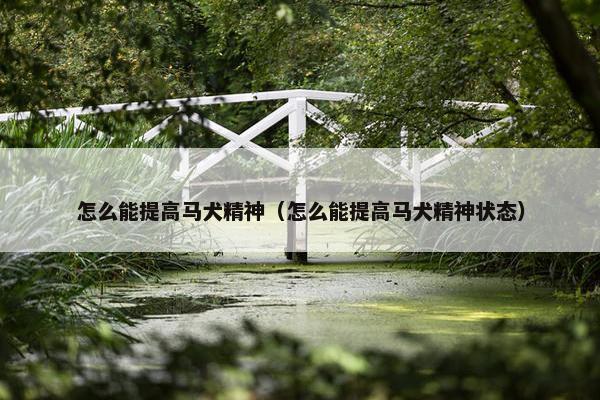 怎么能提高马犬精神（怎么能提高马犬精神状态）