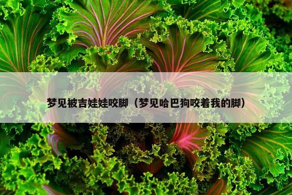 梦见被吉娃娃咬脚（梦见哈巴狗咬着我的脚）