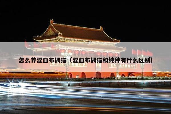 怎么养混血布偶猫（混血布偶猫和纯种有什么区别）