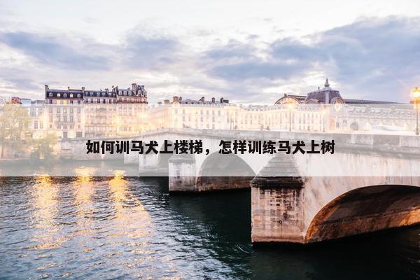 如何训马犬上楼梯，怎样训练马犬上树