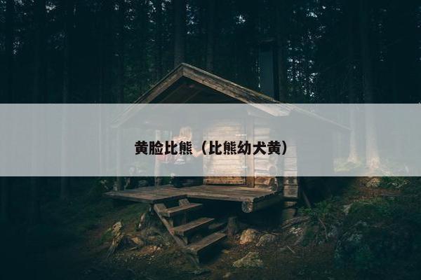 黄脸比熊（比熊幼犬黄）