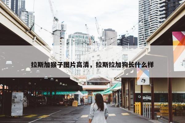 拉斯加猴子图片高清，拉斯拉加狗长什么样