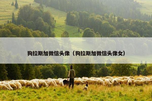 狗拉斯加微信头像（狗拉斯加微信头像女）