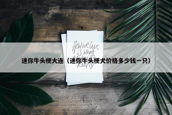 迷你牛头梗大连（迷你牛头梗犬价格多少钱一只）