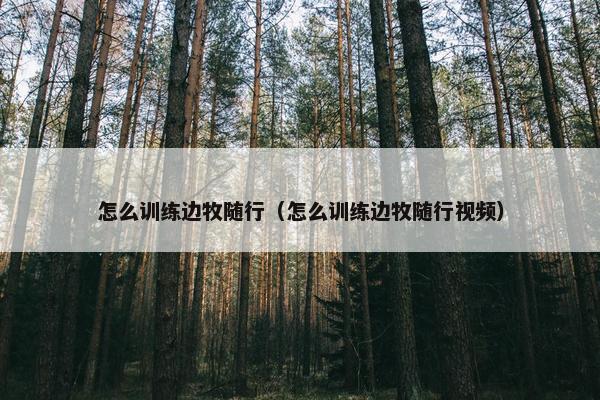怎么训练边牧随行（怎么训练边牧随行视频）