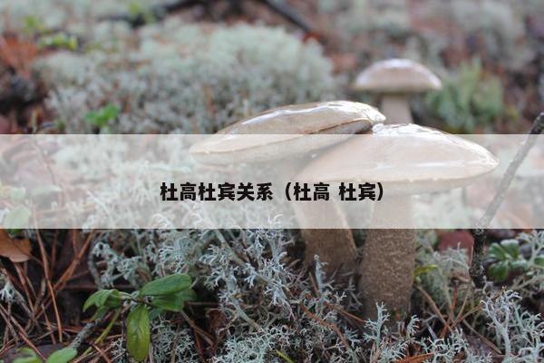 杜高杜宾关系（杜高 杜宾）