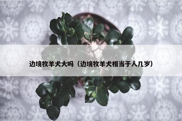 边境牧羊犬大吗（边境牧羊犬相当于人几岁）