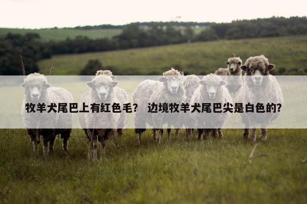 牧羊犬尾巴上有红色毛？ 边境牧羊犬尾巴尖是白色的？