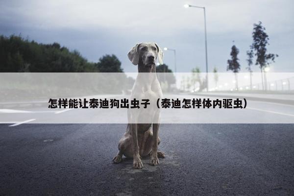 怎样能让泰迪狗出虫子（泰迪怎样体内驱虫）