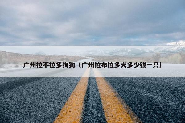 广州拉不拉多狗狗（广州拉布拉多犬多少钱一只）