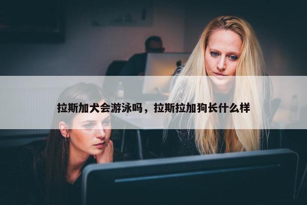 拉斯加犬会游泳吗，拉斯拉加狗长什么样